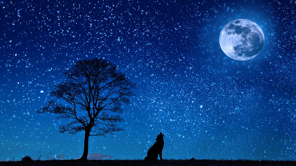 Night with full moon, stars and a wolf
